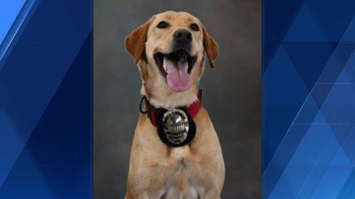 North Carolina: Reidsville Police Department’s K9 Harley to receive ...