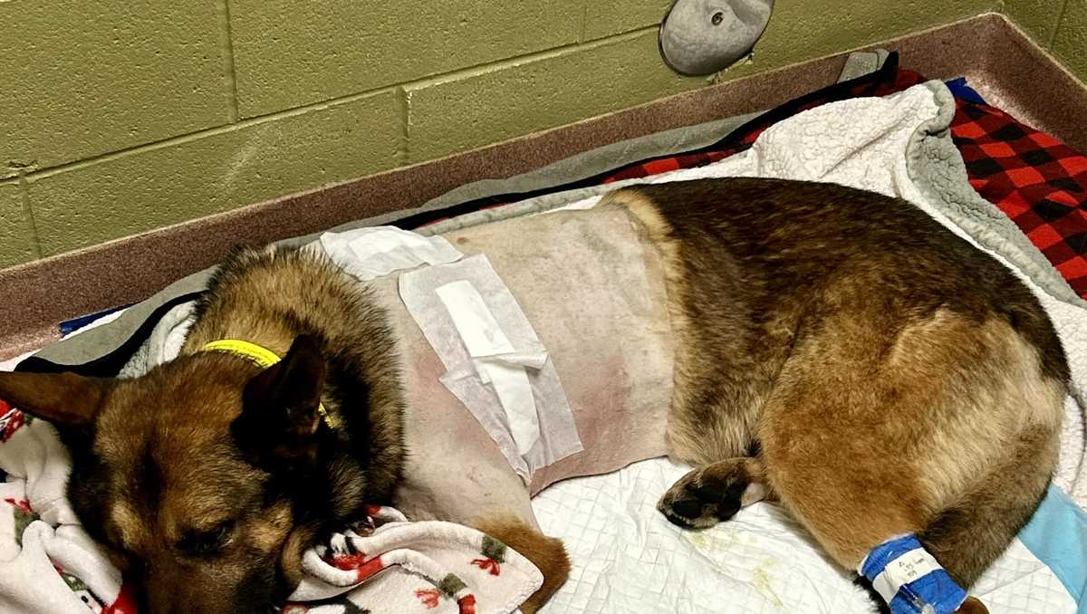 SC: Police dog recovers after stabbing and shooting: Bodycam released