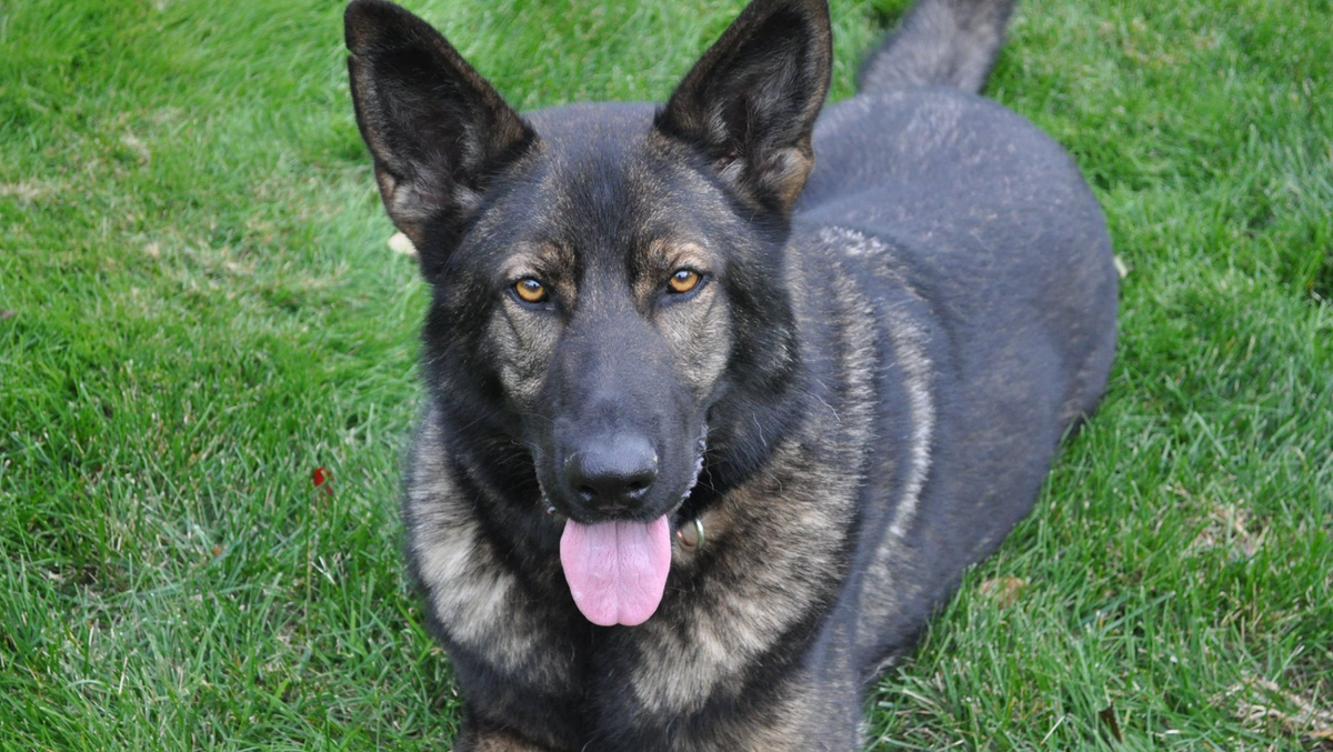 Retired K9 that helped in aftermath of Boston Marathon bombing dies