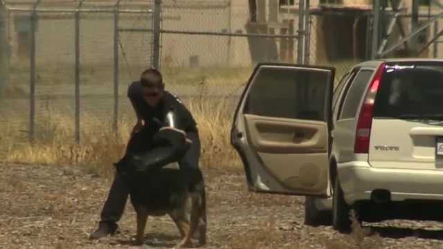 San Joaquin County Sheriff's Office argues against bill that would limit use of K-9s - Vimarsana News
