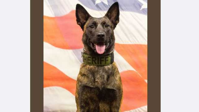 Clay County Sheriff's K9 catches suspect in police pursuit - Vimarsana News