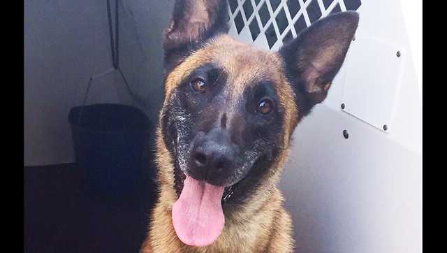 Massachusetts State Police mourns passing of K9 Echo - Vimarsana News