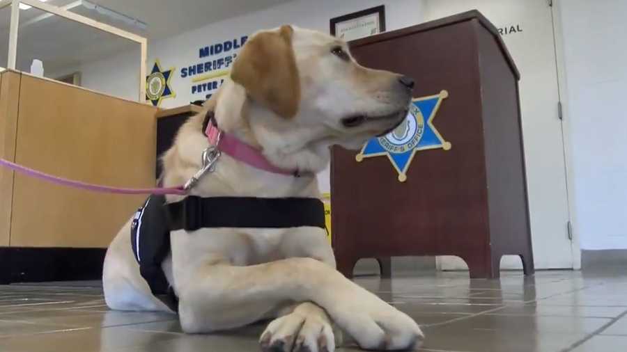 Middlesex County Sheriff's Office's K9 Millie