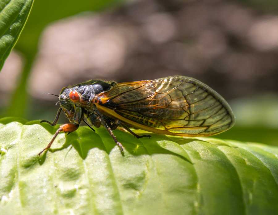 Olszewski tries fried cicada, says they taste like fried oysters