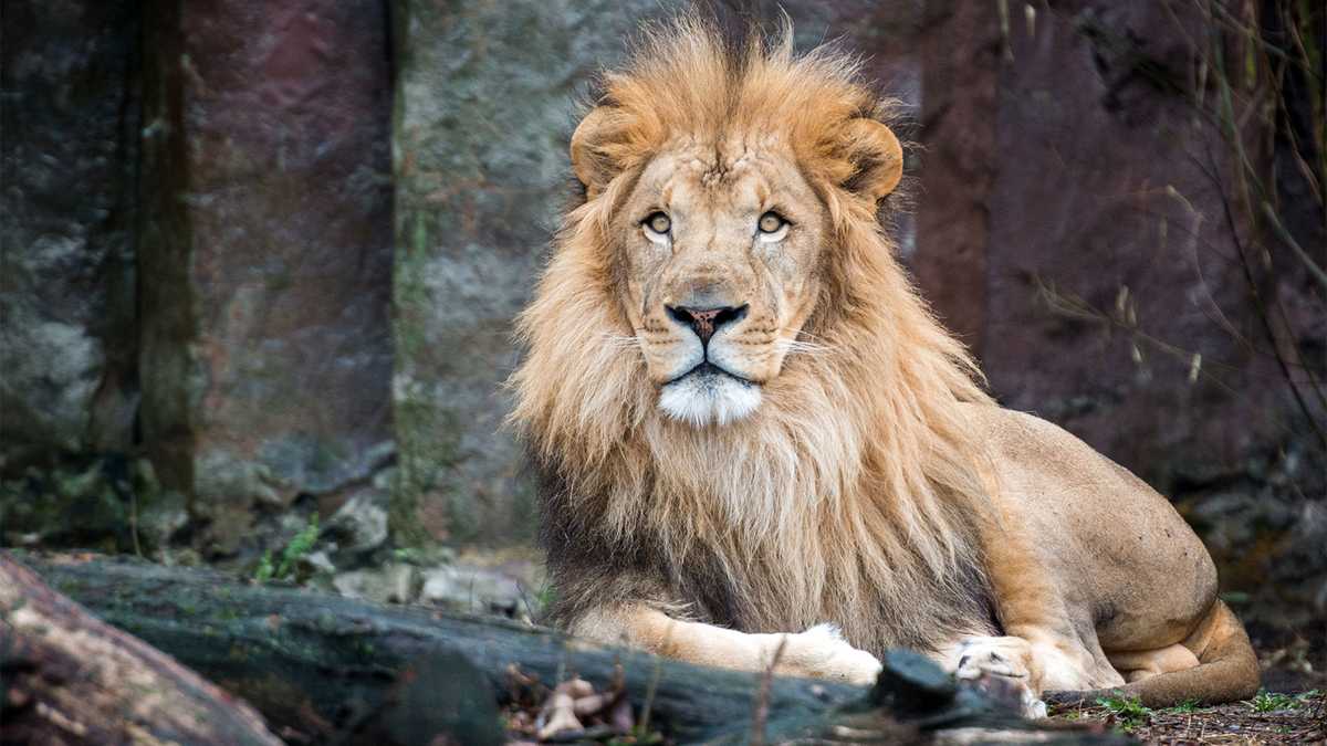 波士顿富兰克林公园动物园哀悼14岁狮子的离世