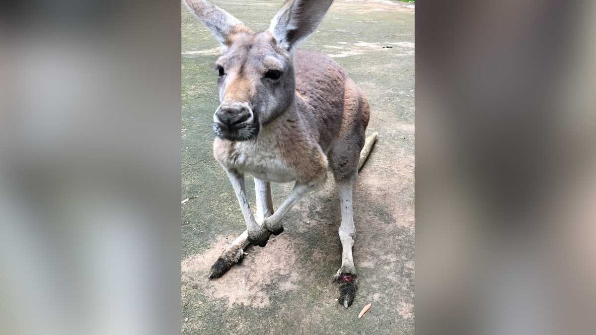 Kangaroo dies after being pelted with rocks by tourists