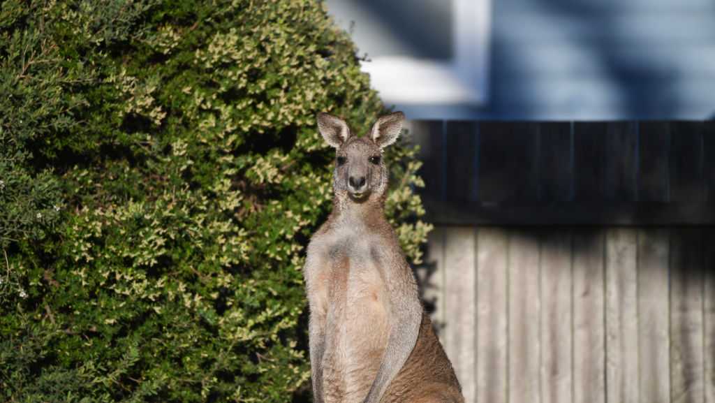 Kangaroos can ask humans for help, new study shows