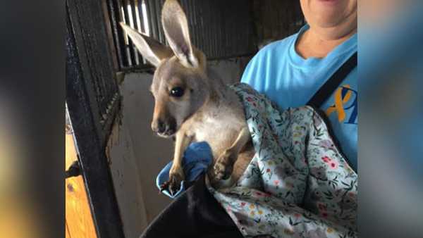 Kentucky farm offering reward to find missing baby kangaroo - Vimarsana News