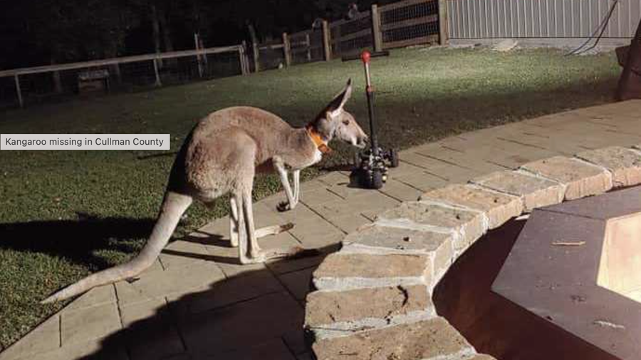 kangaroo missing in cullman county