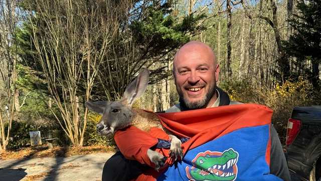 Georgia sergeant nabs kangaroo on the loose - Vimarsana News