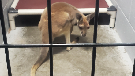 Kangaroo struck on interstate in Kansas is recovering - Vimarsana News