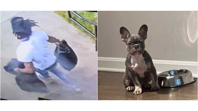 12-year-old devastated after witnessing his French bulldogs stolen