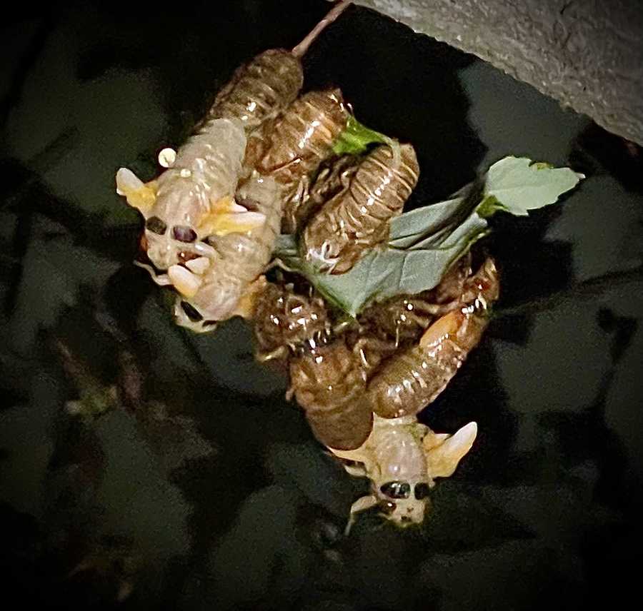 Cicadas emerging across Baltimore in greater numbers