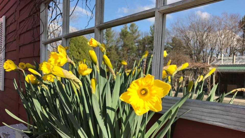 Viewers' Choice 2017 Best garden center