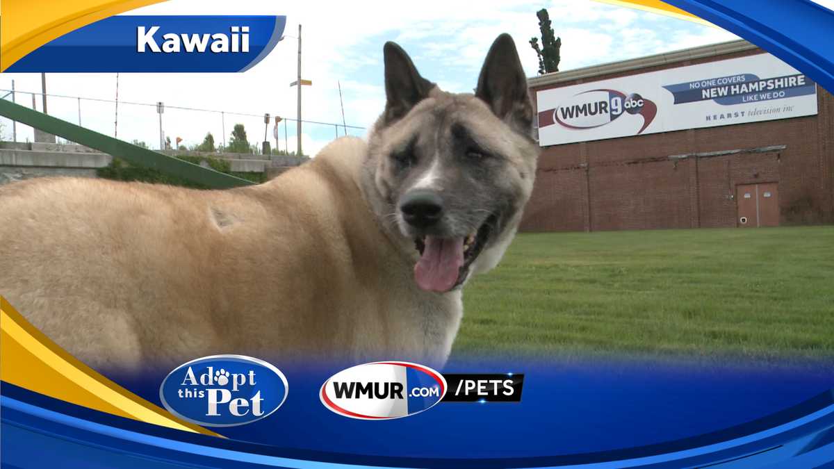 Watch: Adopt This Pet: Kawaii