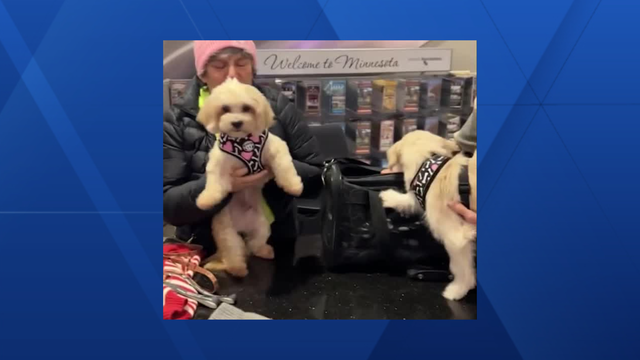 Rescue dogs join passengers on flights diverted to Des Moines - Vimarsana News