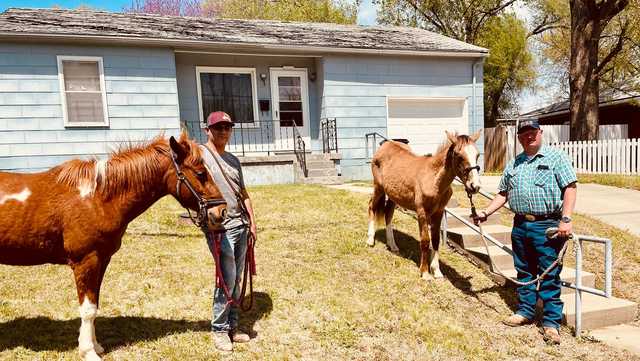 2 colts break free, go for jaunt on I-635 in Kansas City, Kansas - Vimarsana News