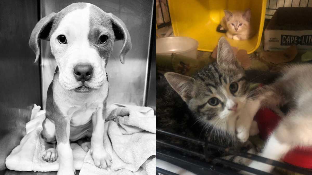 KC Pet Project sets record with 1,022 intakes in May