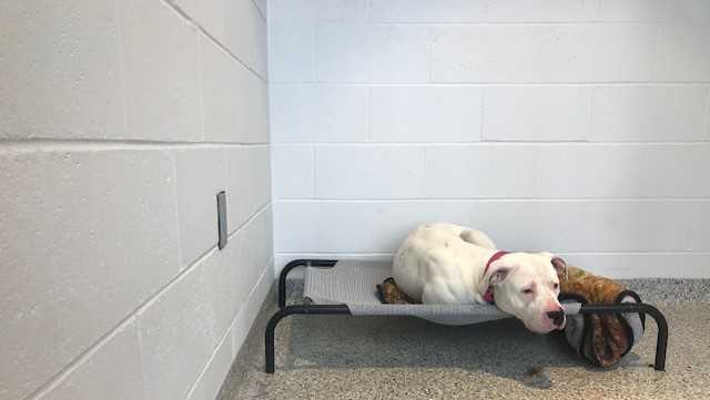 52 Best Pictures Kc Pet Adoption Places / Local Animal Shelters Rescue Centers In Kansas City Ipetskc