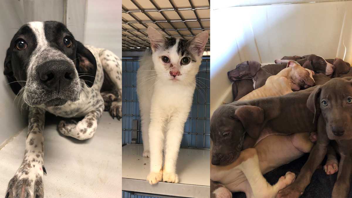 KC Pet Project 121 animals adopted, 123 more brought in over weekend