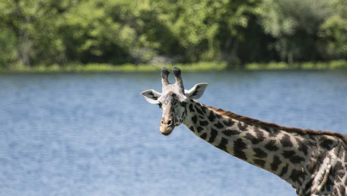 Kc Zoo Giraffe Lizzie Dies After Battling Gastrointestinal Issues