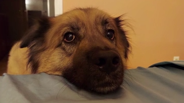 Florida man who was injured, dog killed in hit-and-run pleads for answers - Vimarsana News
