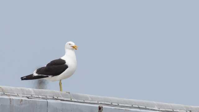 Rare kelp gull attracts many visitors to Milwaukee's lakefront