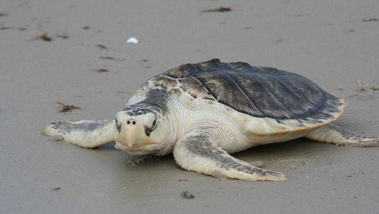 kemp's ridley sea turtles