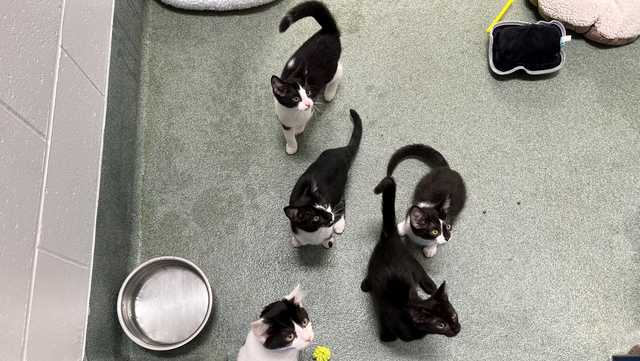 Kenton County Animal Services offering 'adopt 1, get 1' kitten special - Vimarsana News