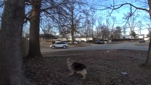 VIDEO: Kentucky dog leads police to missing 3-year-old child