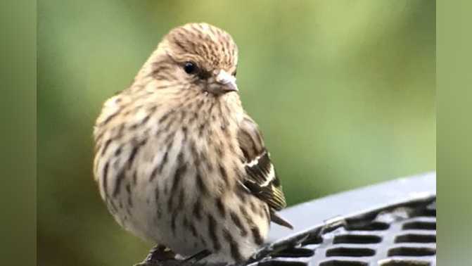Kentucky seeing large number of small bird species that
