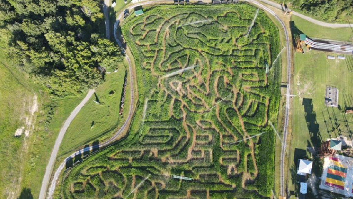 Best corn mazes in North Carolina for fall fun adventure near me