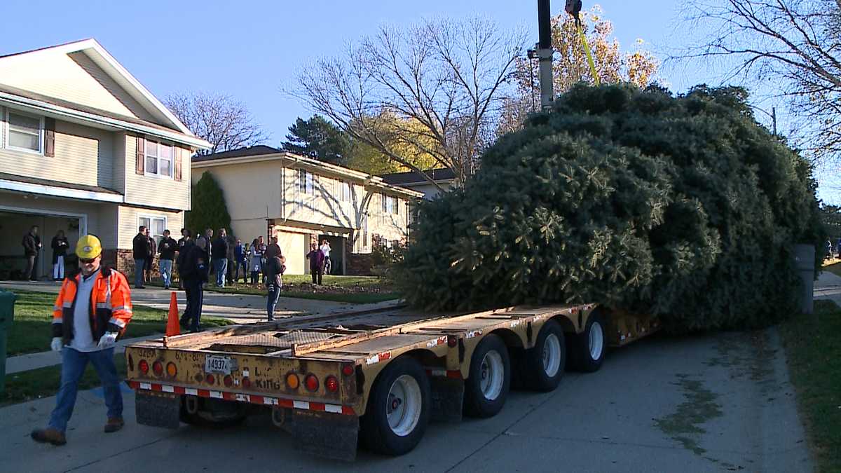 Slideshow Durham Museum Christmas tree is harvested