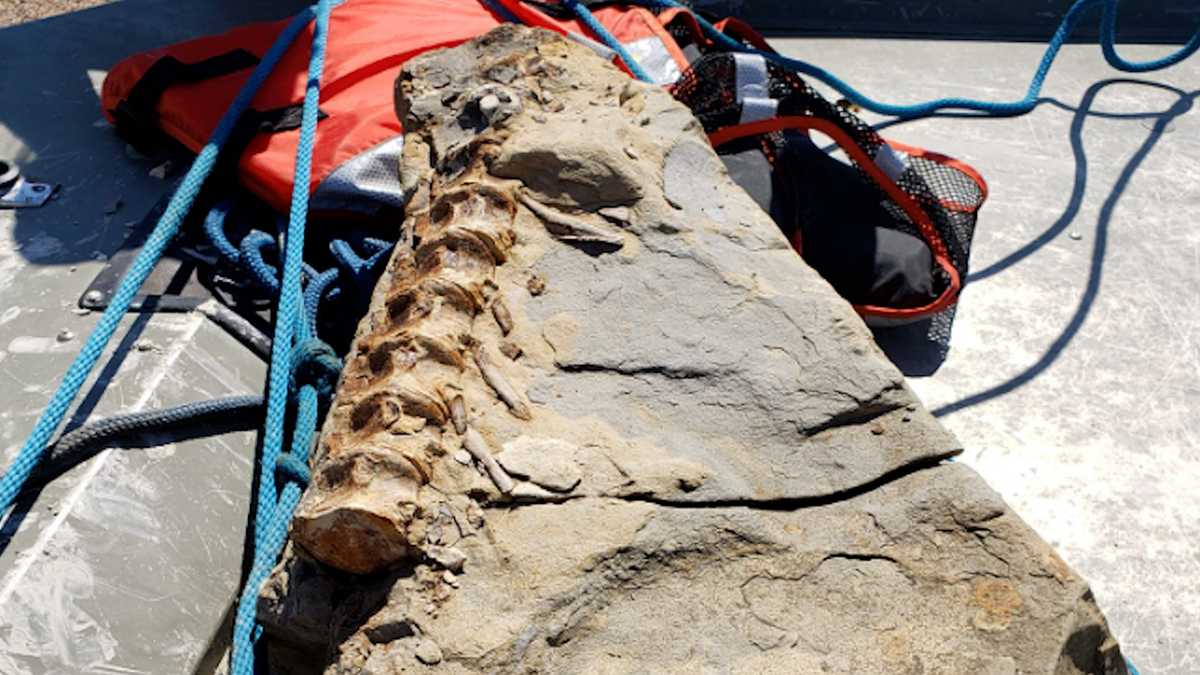 Nebraska fisherman finds 90-million-year-old fossil in Missouri River