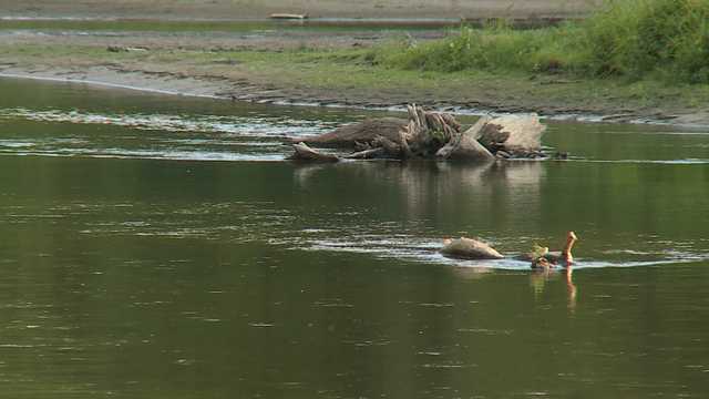 Rare brain-eating amoeba suspected of killing child who swam in Elkhorn River - Vimarsana News