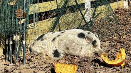 Runaway pig named Kevin Bacon is back home in Adams County - Vimarsana News