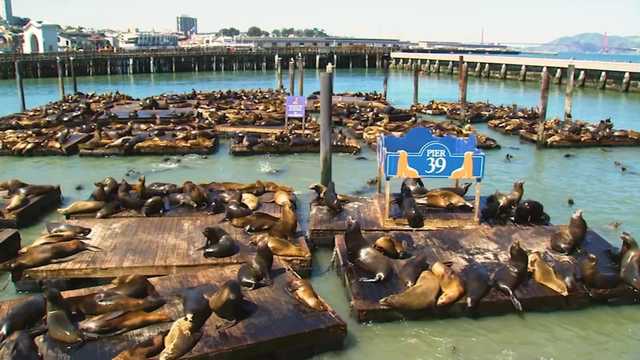 Record number of sea lions swarm San Francisco's Pier 39; largest gathering in years, officials say - Vimarsana News