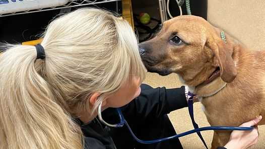 Kentucky animal groups clearing shelters in tornado-affected areas Kentucky animal groups clearing shelters in tornado-affected areas