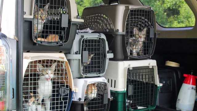 Kentucky Humane Society takes in over 100 animals displaced by eastern Kentucky flooding - Vimarsana News