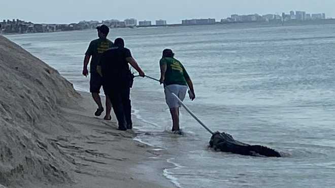 Trappers catch gator at Little Hickory Beach