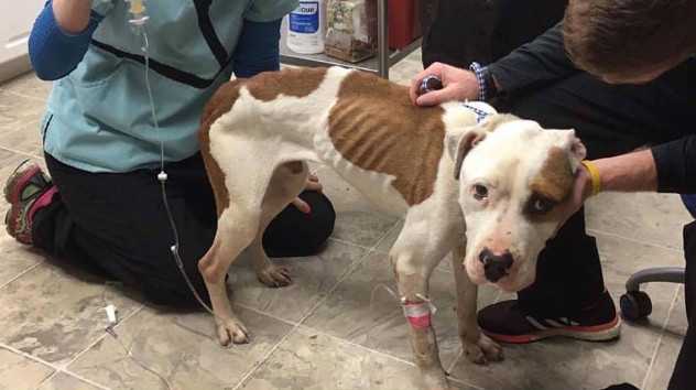 2 charged with animal abuse after emaciated dog found with head stuck ...