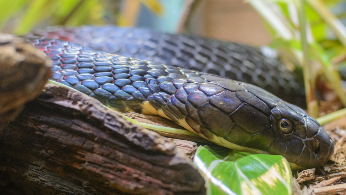 King Cobras Found in Potato Chip Cans by Customs