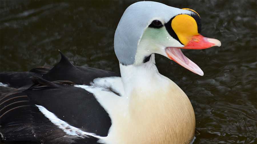 king-eider-sightings-continue-along-seacoast