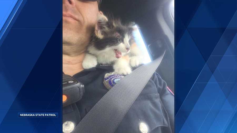 Kitten rescued after being thrown from vehicle on I-80