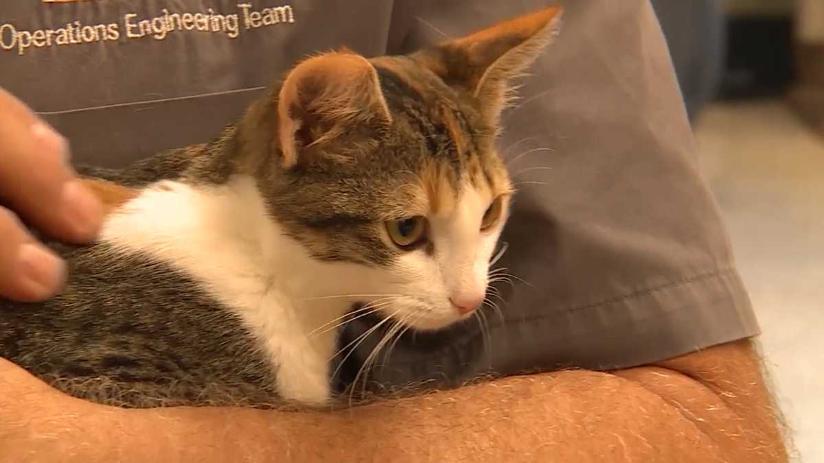 Maine animal shelters switch to adoption by appointment