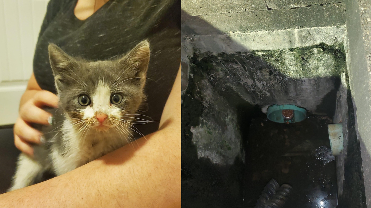 Residents help rescue kitten stuck in Ohio storm drain for days