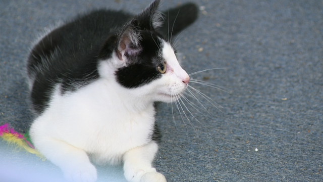 Westmoreland County cat rescue selling pews - Vimarsana News