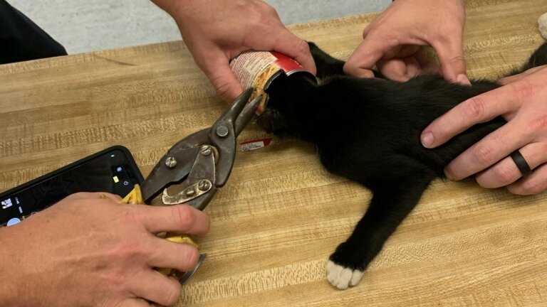 Kitten whose head was stuck in tin can was rescued by firefighters.