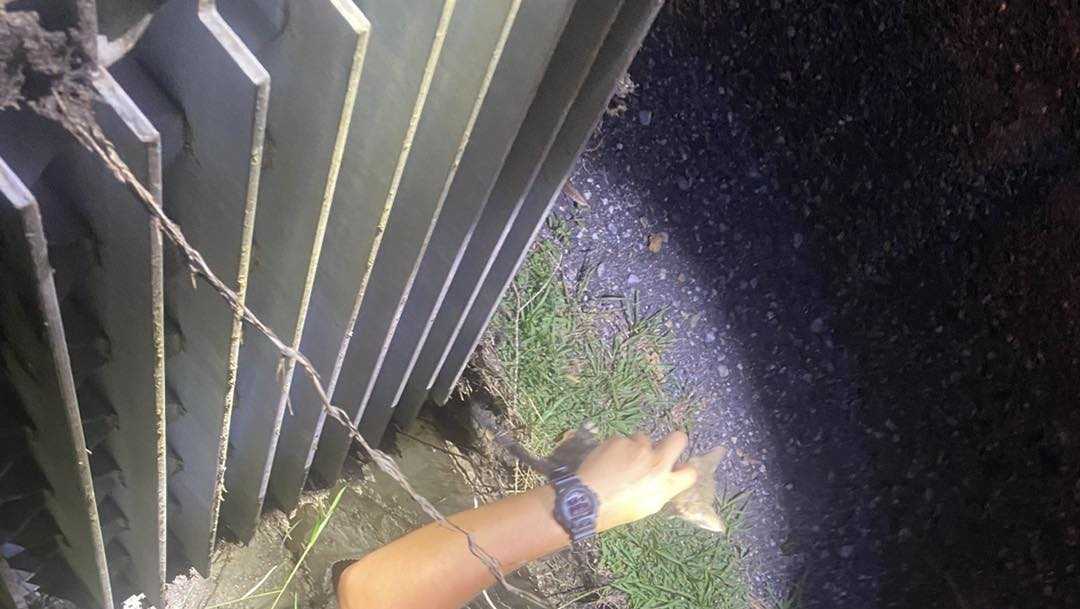 Louisiana officer rescues kitten from storm drain - Vimarsana News