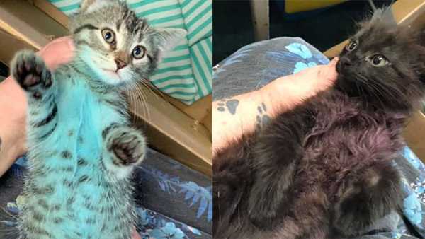 2 kittens found dyed causes Ohio shelter officials to warn about dog